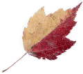 [leaf.gif]